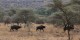 Tanzanie - 2010-09 - 215 - Serengeti - Buffles